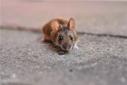 梦见老鼠打死有什么预兆